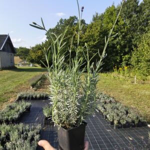 Hidcote Blue - P9 (JUŻ DOSTĘPNE)