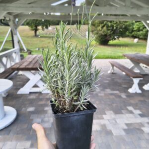 Hidcote Blue - P11 (Dwu letnia) JUŻ DOSTĘPNE