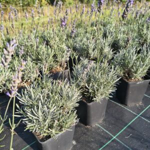 Phenomenal (Platinum Nico) - P11 (Dwu letnia) intensywny zapach