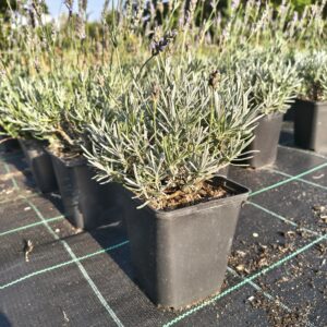 Grosso - P11 (Dwu letnia) Intensywny zapach